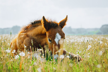 Little foal having a rest in the green grass - Powered by Adobe