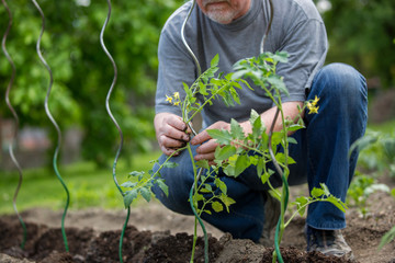 Senior man planting tomatoes at his huge garden, gardening concept
