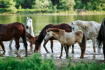Fototapeta na wymiar horse came to the river to drink water