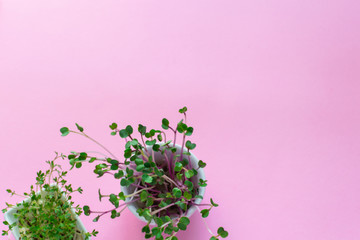 Microgreen kress, pink radish sprouts on pink background, flat lay, top view, copy space