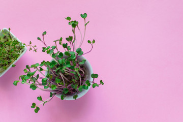Obraz na płótnie Canvas Microgreen kress, pink radish sprouts on pink background, flat lay, top view, copy space