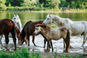 Obraz na płótnie Canvas horse came to the river to drink water