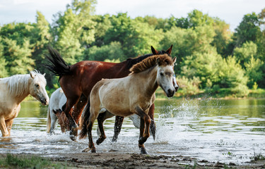 horse came to the river to drink water