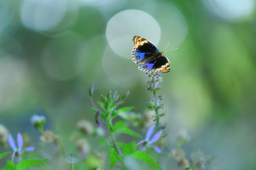 Butterfly on flower