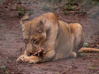 Lioness in Conservation Area, Eastern Africa