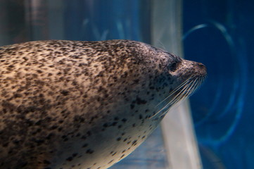 seal Aquarium Swimming Feeding show 