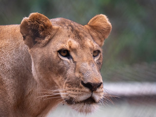Lioness in Conservation Area, Eastern Africa
