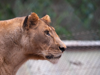 Lioness in Conservation Area, Eastern Africa