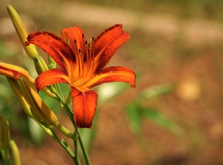 Fototapeta premium Orange daylily (Hemerocallis fulva) blooming in the garden, Spring in GA USA.