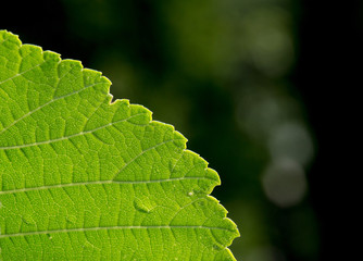 Macro of elm leaf