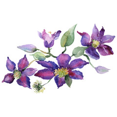 Purple clematis bouquet botanical flowers. Watercolor background set. Isolated clematis illustration element.