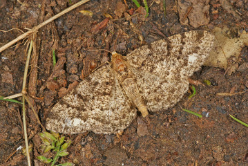 Parectropis similaria (HUFNAGEL, 1767) Weißfleck-Rindenspanner DE , Wuppertal , Burgholz 21.05.2011SONY DSC