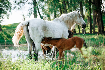 a young brown foal is drinking milk at the mother's udder