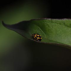 ladybug on a leaf
