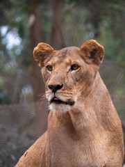 Lioness in Conservation Area, Eastern Africa