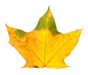 Autumn yellowed maple leaf