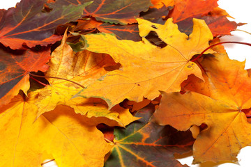 Fototapeta na wymiar Pile of autumn maple leaves