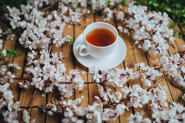 White cup with fragrant tea of stets on a wooden background, decorated with apricot twigs and petals. Early breakfast, health, herbal treatment. Concept and composition.