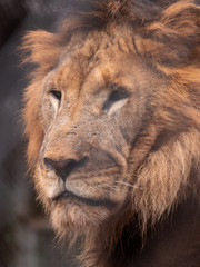 Male Lion in Conservation Area, Eastern Africa