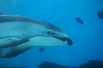 Aquarium Swimming Dolphin Underwater Blue