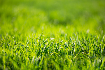 Green bright grass on a summer sunny day. Summer background. Fresh greens.