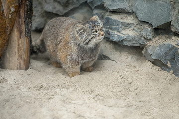 Fototapeta premium Pallas's cat (Otocolobus manul), also known as the manul