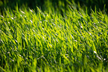 Fototapeta premium Green bright grass on a summer sunny day. Summer background. Fresh greens.