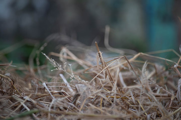 haystack straw background photo
