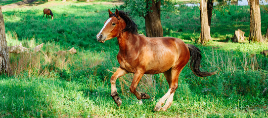 Beautiful bay horse running on the field