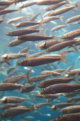 Sea sardine Flock Horde Swimming