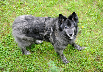 chien
