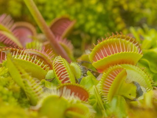 Close-up Venus flytrap a carnivorous plant with nature blurred background.