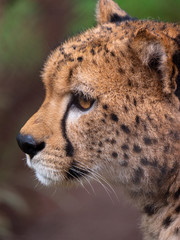 Cheetah in Conservation Area, Eastern Africa