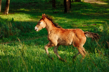 Beautiful bay horse running on the field