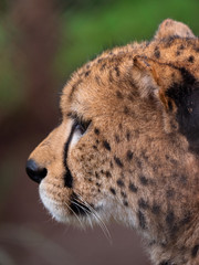 Cheetah in Conservation Area, Eastern Africa