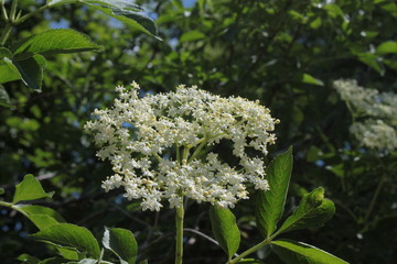 Holunderblüten