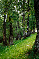 Fototapeta premium Sunlight in the green forest, spring time