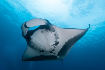 Oceanic manta ray flying around a cleaning station in cristal blue water