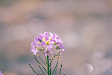 cuckooflower / cardamine pratensis