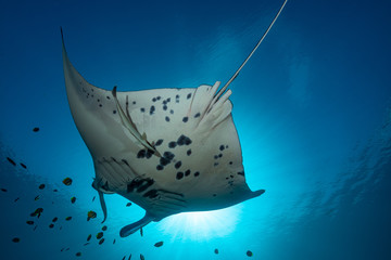 Black and white reef manta ray flying around a cleaning station in cristal blue water