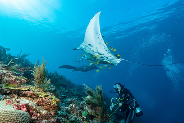 Black and white reef manta ray flying around a cleaning station in cristal blue water - obrazy, fototapety, plakaty