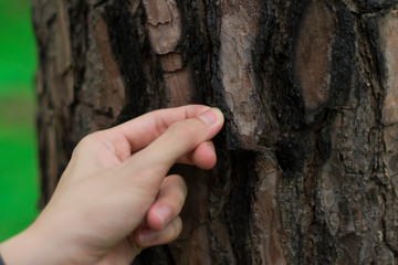 Close-up image of the hand pick the tree bark in the forest.