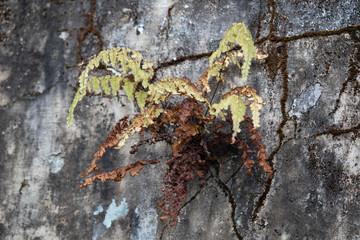 wild plants grow in weathered wall in abandoned house photo vintage aged