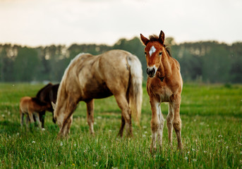 Obraz na płótnie Canvas young foal standing in a blooming field of yellow wild flowers