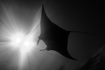 Black and white reef manta ray flying around a cleaning station in cristal blue water - obrazy, fototapety, plakaty
