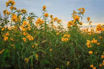 field of sunflowers and blue sky with clouds