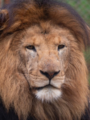 Male Lion in Conservation Area, Eastern Africa