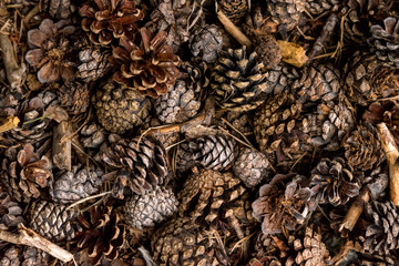 dry pinecones on the floor in the forest