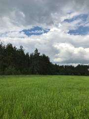 green field and blue sky
