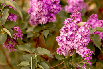 flowering branches of lilac in the spring garden